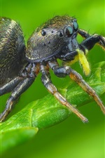 Aranha, inseto, plantas verdes