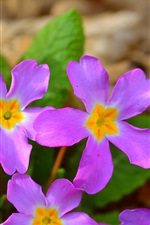 Preview iPhone wallpaper Primula, pink flowers, spring