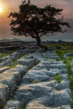 Preview iPhone wallpaper England, Yorkshire Dales, trees, stones, sunset