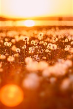 Preview iPhone wallpaper Summer, dandelions, sunlight, glare, sunset