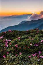 Mountains, top, flowers, fog, morning, clouds, sunrise
