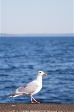 Seagull, sea, bird
