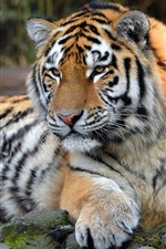 Tigre, animais selvagens, vista dianteira