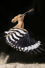 Preview iPhone wallpaper Bird flight, wings, catch insect
