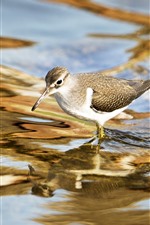 Preview iPhone wallpaper Bird, water, stream