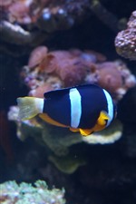 Preview iPhone wallpaper Blue white colors clownfish