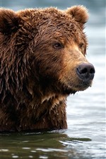 Preview iPhone wallpaper Brown bear, wet, water