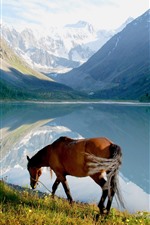 Cavalo, lago, montanhas, natureza