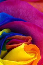 Visualizar papel de parede do iPhone As pétalas coloridas levantaram-se, close-up da flor