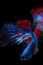 Preview iPhone wallpaper Beautiful blue fish, black background