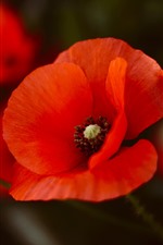 Preview iPhone wallpaper Red poppies, petals, flower close-up