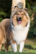 Preview iPhone wallpaper Shetland Sheepdog, dog