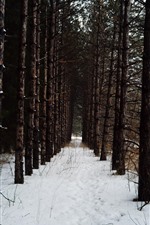 Winter, trees, white snow, winter