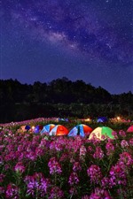 Flowers, tents, night, starry