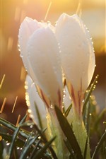 Preview iPhone wallpaper White snowdrops, rain