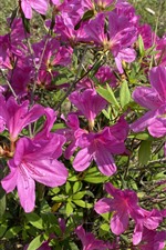 Preview iPhone wallpaper Many pink azalea, flowers, park