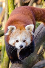 Red panda walk to you, front view