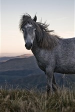 Preview iPhone wallpaper Gray horse, grass, mountains
