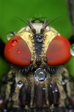 Preview iPhone wallpaper Fly macro photography, eyes, water droplets