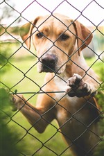 Labrador, dog, fence, look