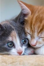 Preview iPhone wallpaper Two kittens sleeping, cat