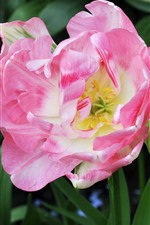 预览iPhone壁纸 粉红色郁金香微距摄影，花瓣，绿茎