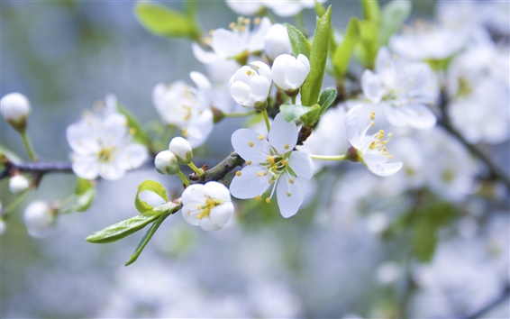 Wallpaper Apple blossom flower buds of white petals branch