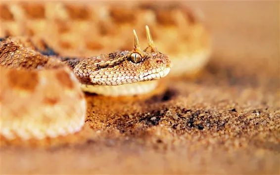 Wallpaper Snake close-up on the sand