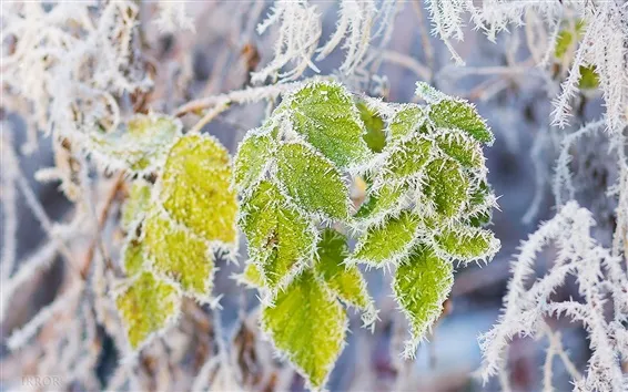Wallpaper Green leaves, rime, snow, branch, frost
