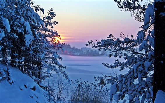 Fondos de pantalla Mañana del invierno, nieve, sol, árboles