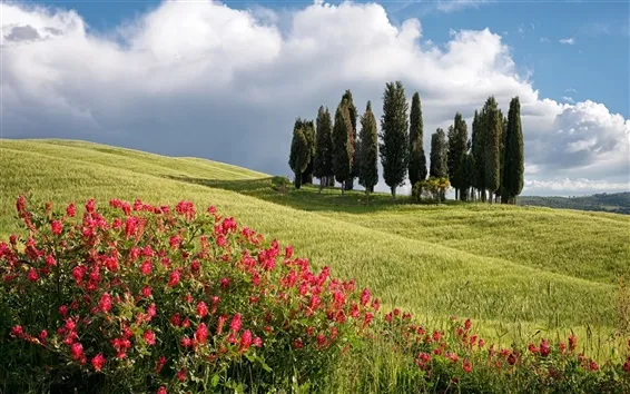 Fond d'écran D'été, arbres, champ, fleurs