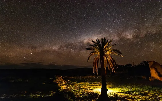 Fond d'écran Nuit, arbre, lumières, étoiles, Palma