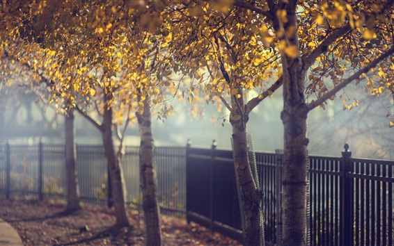 Wallpaper Park, trees, fence, autumn