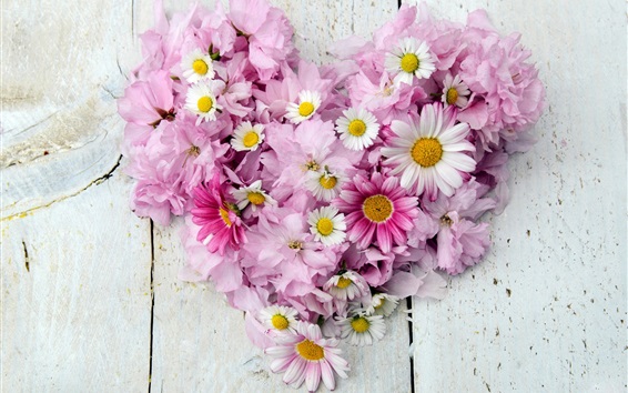 Wallpaper Chamomile, chrysanthemum, pink and white flowers, love heart