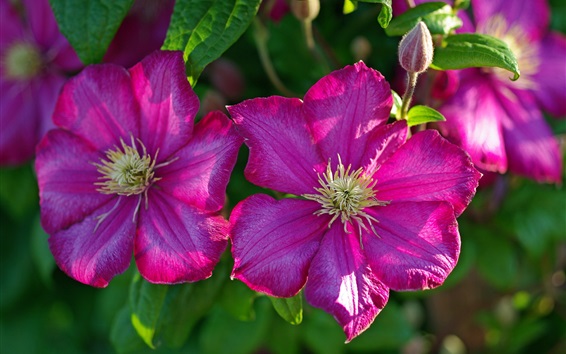 Wallpaper Clematis pink flowers macro photography