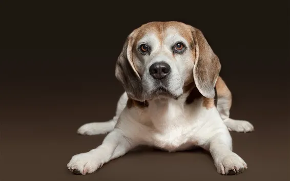 壁紙 ビーグル、犬、残り、正面から見た図