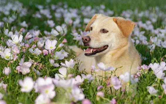 Fond d'écran Chien dans les fleurs, printemps