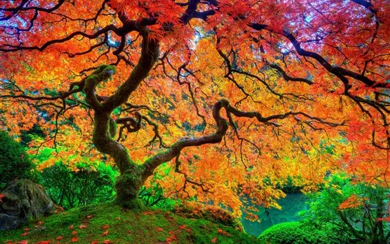 Fond d'écran Automne, arbre, feuilles rouges, belle nature