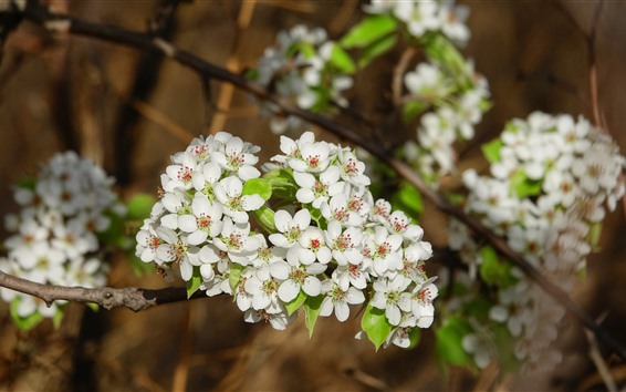 Wallpaper White pear flowers, blossom, spring