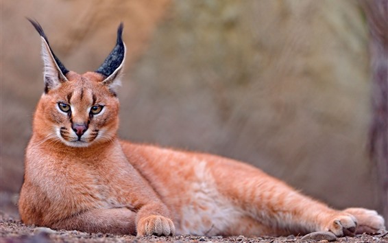 Wallpaper Caracal, ears, wildlife