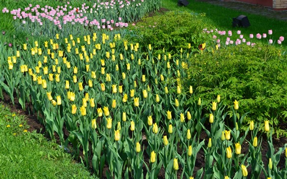 Wallpaper Yellow and pink tulips, garden flowers