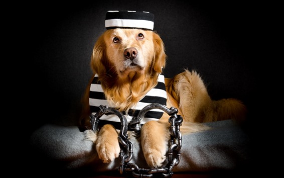 Wallpaper Funny dog, prisoner, chain