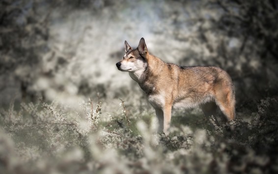 Wolf Wildblumen 51x Uhd 5k Hintergrundbilder Hd Bild
