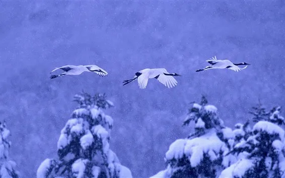 Fond d'écran Oiseaux, vol de grue, hiver, neige, Japon, Hokkaido