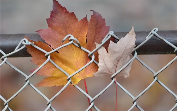 Fond d'écran Clôture, feuilles d'érable, automne