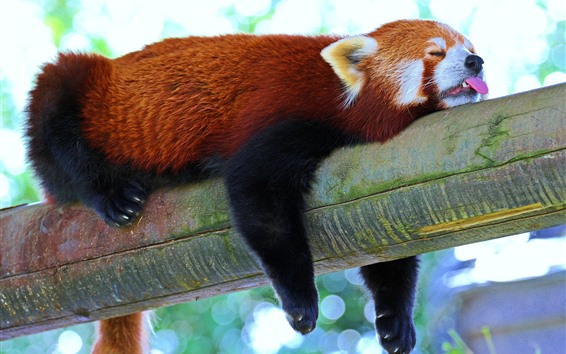 Papéis de Parede Panda vermelho dormindo, árvore