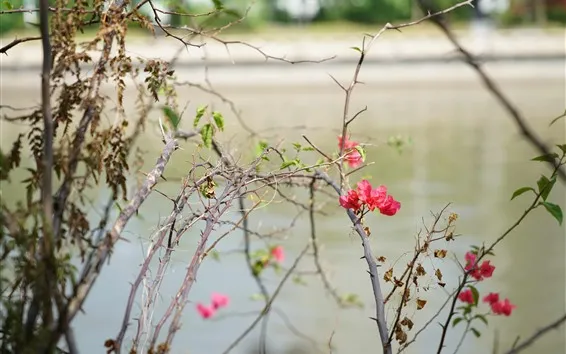 壁紙 ピンクのブーゲンビリアの花、小枝、川、かすんでいる