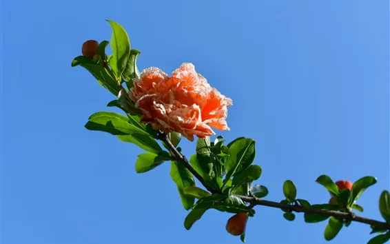 Fond d'écran Un camélia rose, pétales, feuilles vertes, fond bleu