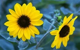 Deux de tournesol