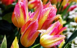 Preview wallpaper Close-up of tulips and dew
